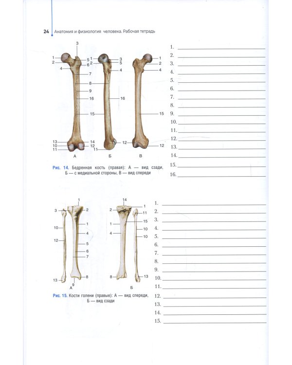 Анатомия и физиология человека. Рабочая тетрадь: Учебное пособие