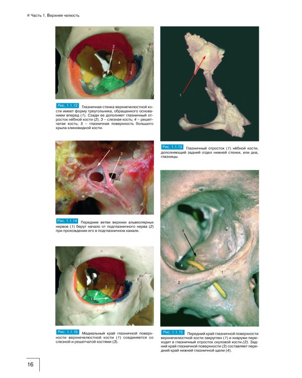 Атлас анатомии зубочелюстной системы для имплантологов. 3-е изд