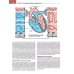 Кардиология с иллюстрациями Неттера. В 2 ч. (комплект из 2 кн.) Кардиология с иллюстрациями Неттера. В 2 ч. (комплект из 2 кн.)