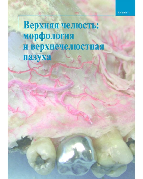 Атлас анатомии зубочелюстной системы для имплантологов. 3-е изд