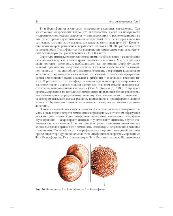 Анатомия человека: Учебник: в 2 т. Т. 2