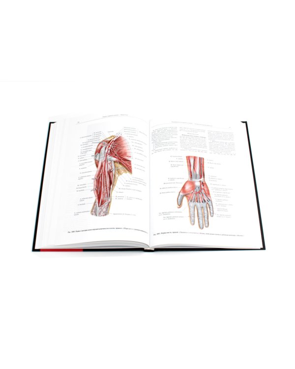 Атлас анатомии человека. В 3 т. Т. 3: Неврология. Эстезиология: Учебное пособие. 7-е изд., перераб