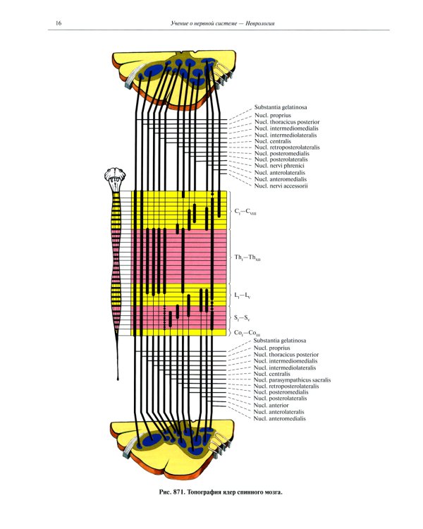 Атлас анатомии человека. В 3 т. Т. 3: Неврология. Эстезиология: Учебное пособие. 7-е изд., перераб
