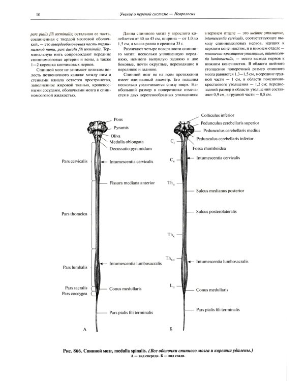 Атлас анатомии человека. В 3 т. Т. 3: Неврология. Эстезиология: Учебное пособие. 7-е изд., перераб