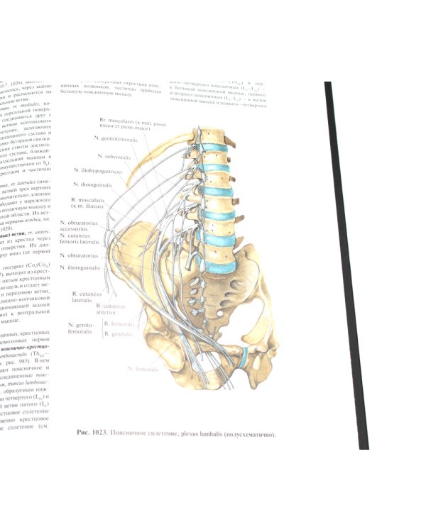 Атлас анатомии человека. В 3 т. Т. 3: Неврология. Эстезиология: Учебное пособие. 7-е изд., перераб