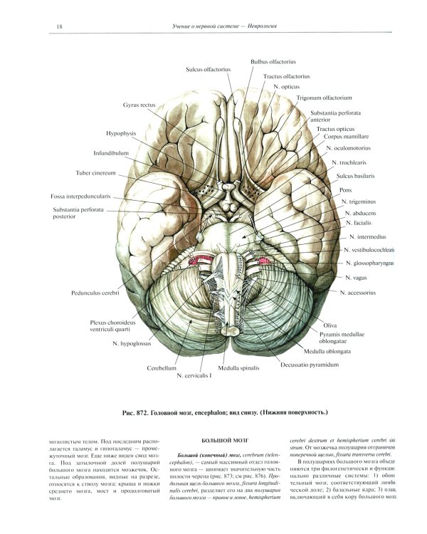 Атлас анатомии человека. В 3 т. Т. 3: Неврология. Эстезиология: Учебное пособие. 7-е изд., перераб