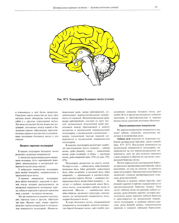 Атлас анатомии человека. В 3 т. Т. 3: Неврология. Эстезиология: Учебное пособие. 7-е изд., перераб