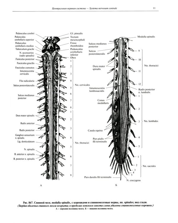 Атлас анатомии человека. В 3 т. Т. 3: Неврология. Эстезиология: Учебное пособие. 7-е изд., перераб