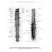Атлас анатомии человека. В 3 т. Т. 3: Неврология. Эстезиология: Учебное пособие. 7-е изд., перераб