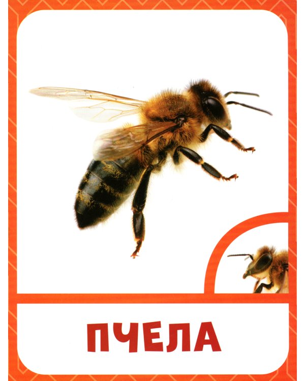 Насекомые 0+