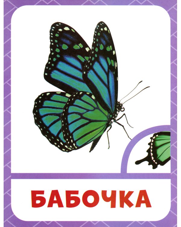 Насекомые 0+