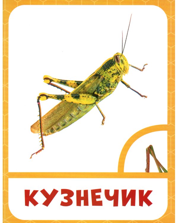 Насекомые 0+