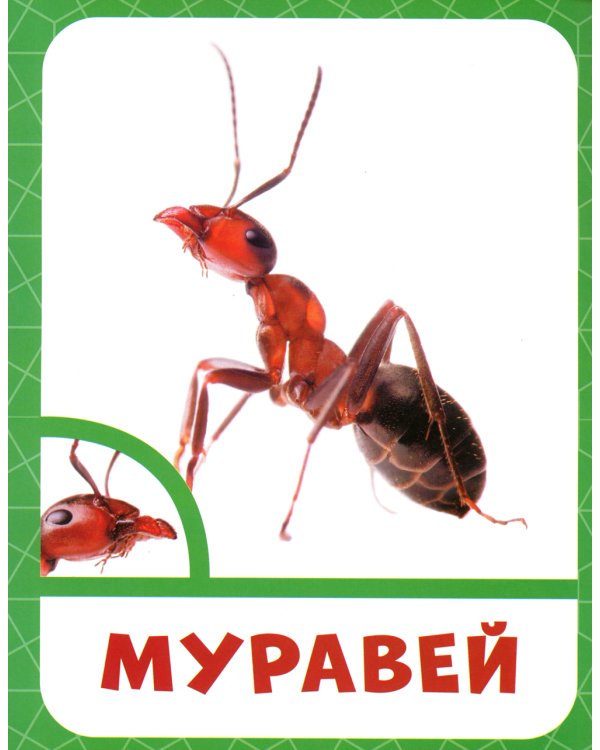 Насекомые 0+