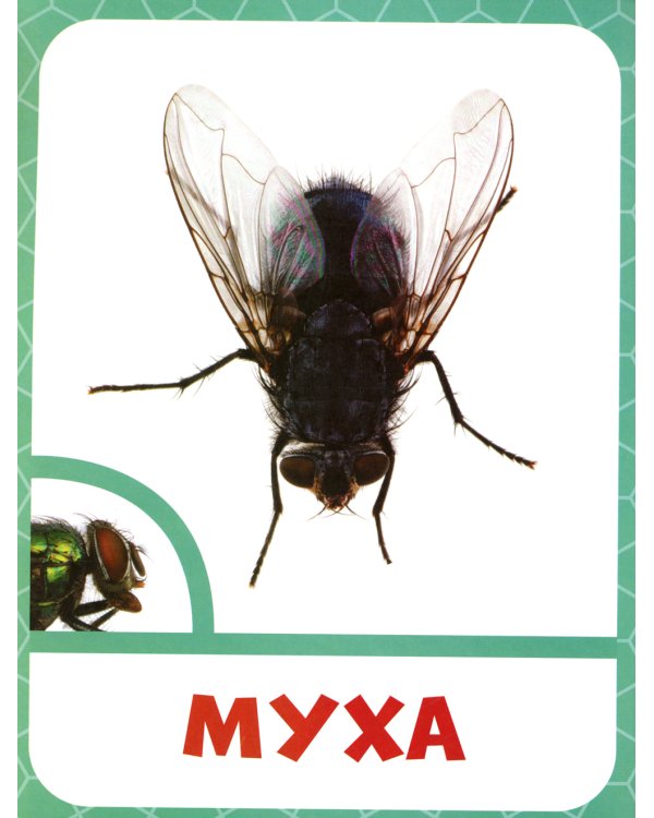 Насекомые 0+