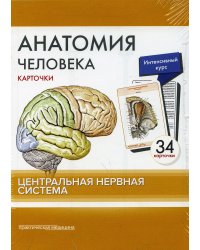 Анатомия человека: карточки. (34 шт). Центральная нервная система