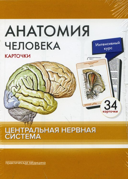 Анатомия человека: карточки. (34 шт). Центральная нервная система