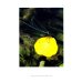 Дополнительное изображение книги «Стрекозы Сибири: Иллюстрированный атлас-определитель»