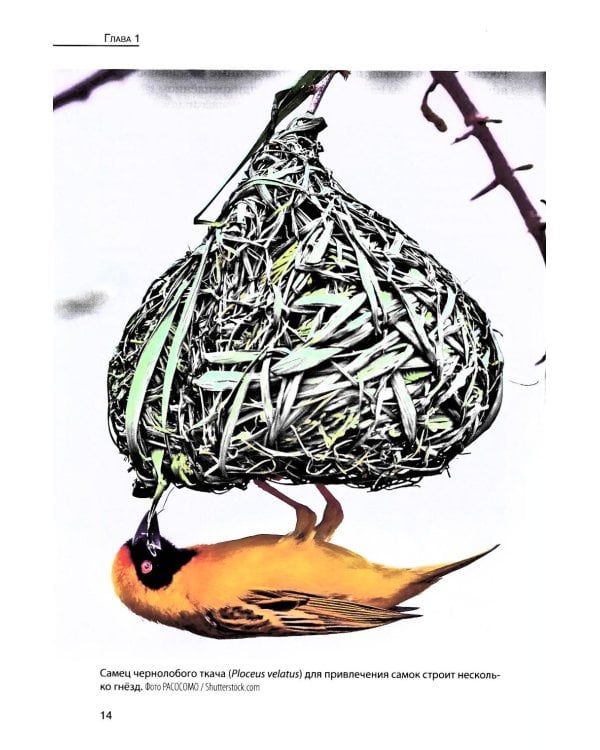 Кукушки мира: Эволюция гнездового паразитизма у птиц