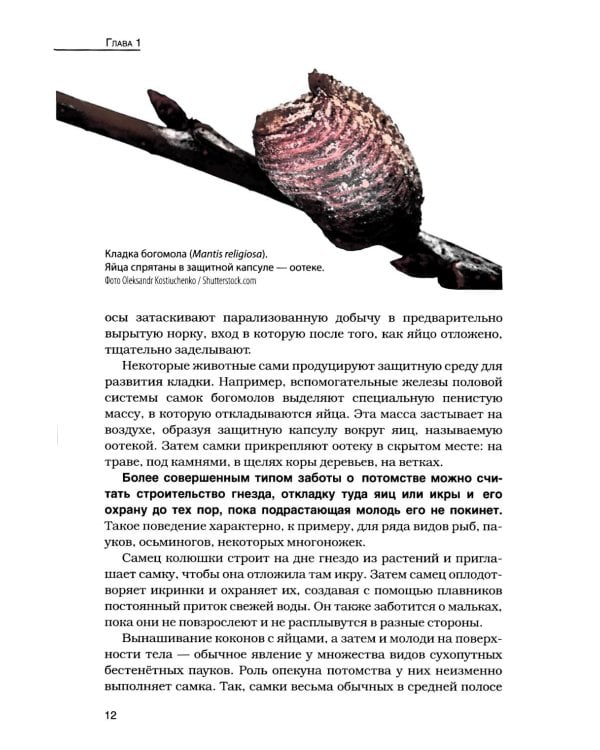 Кукушки мира: Эволюция гнездового паразитизма у птиц