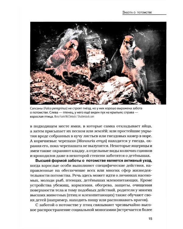 Кукушки мира: Эволюция гнездового паразитизма у птиц