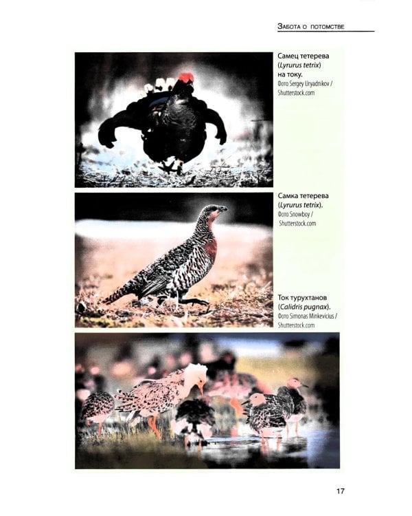 Кукушки мира: Эволюция гнездового паразитизма у птиц