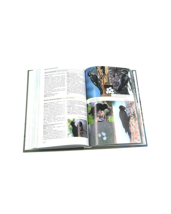 Дополнительное изображение книги «Птицы Москвы и Подмосковья; Птицы России: Фотоопределитель (комплект из 2-х книг)»