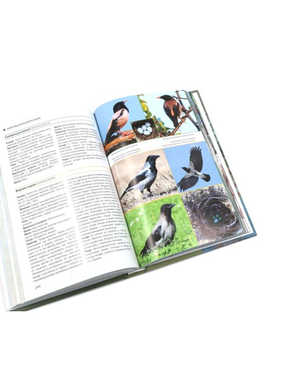 Дополнительное изображение книги «Птицы Москвы и Подмосковья; Птицы России: Фотоопределитель (комплект из 2-х книг)»