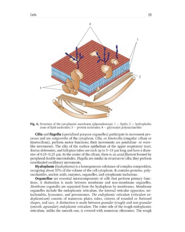 Human Anatomy = Анатомия человека: textbook: in 2 vol. Vol. 1: на англ.языке