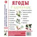 Ягоды в картинках. Наглядное пособие для педагогов, воспитателей, логопедов, родителей