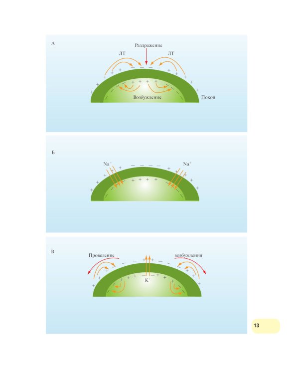 Физиология человека. Атлас динамических схем: Учебное пособие. 2-е изд., испр. и доп