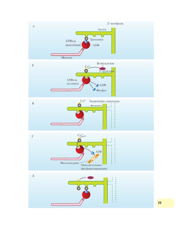 Физиология человека. Атлас динамических схем: Учебное пособие. 2-е изд., испр. и доп