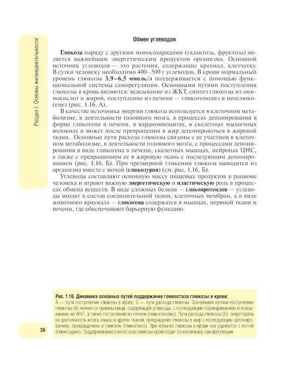 Физиология человека. Атлас динамических схем: Учебное пособие. 2-е изд., испр. и доп
