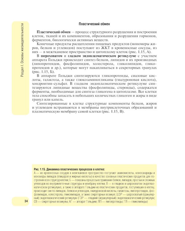 Физиология человека. Атлас динамических схем: Учебное пособие. 2-е изд., испр. и доп