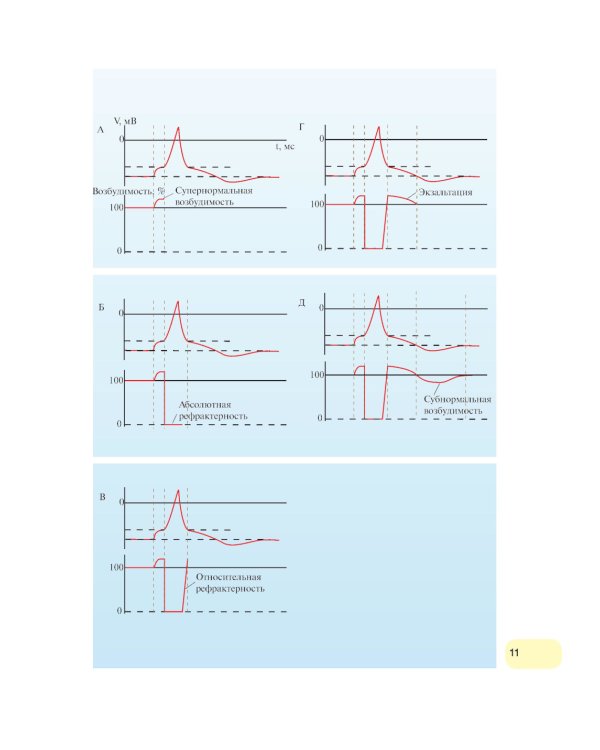 Физиология человека. Атлас динамических схем: Учебное пособие. 2-е изд., испр. и доп