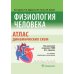 Физиология человека. Атлас динамических схем: Учебное пособие. 2-е изд., испр. и доп Физиология человека. Атлас динамических схем: Учебное пособие. 2-е изд., испр. и доп