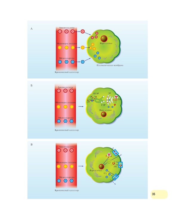 Физиология человека. Атлас динамических схем: Учебное пособие. 2-е изд., испр. и доп