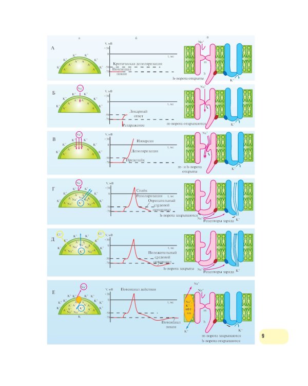 Физиология человека. Атлас динамических схем: Учебное пособие. 2-е изд., испр. и доп