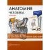 Анатомия человека: карточки. (26 шт). Черепные нервы. Вегетативная нервная система