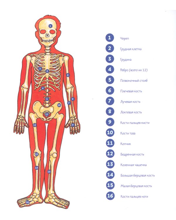 Конни и тело