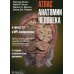 Атлас анатомии человека в срезах, КТ- и МРТ-изображениях Атлас анатомии человека в срезах, КТ- и МРТ-изображениях