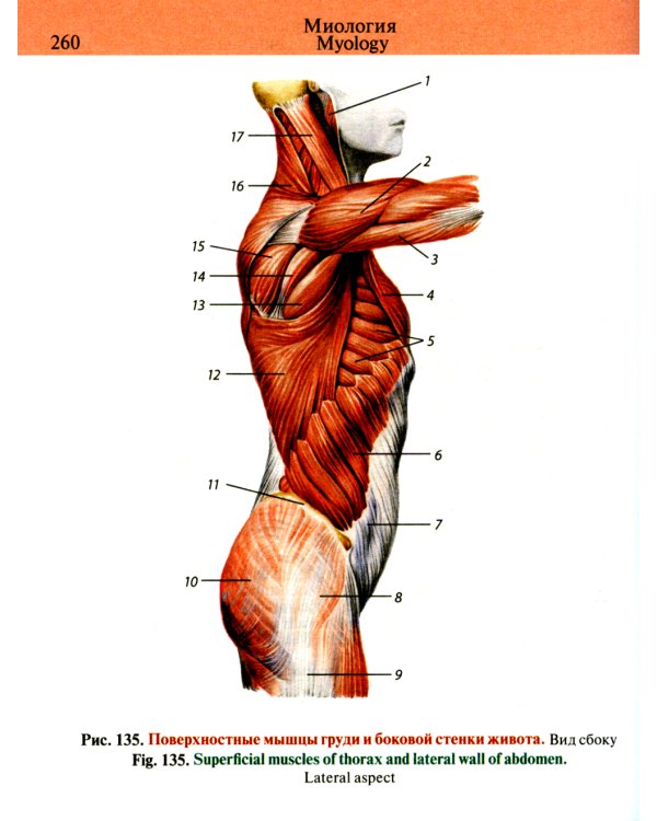 Карманный атлас анатомии человека: Учебное пособие