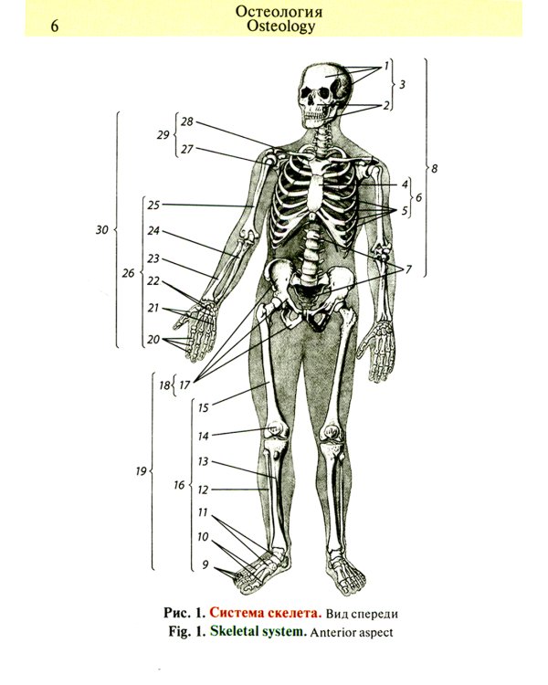 Карманный атлас анатомии человека: Учебное пособие