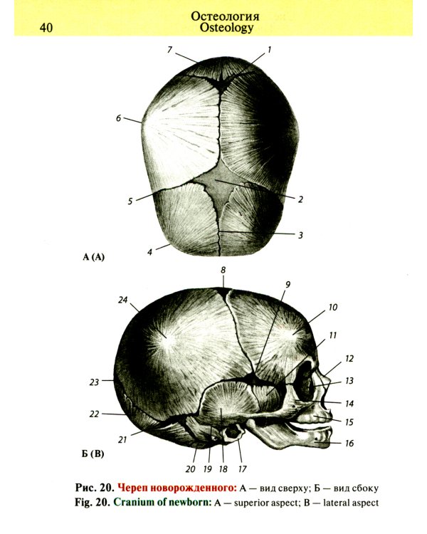 Карманный атлас анатомии человека: Учебное пособие