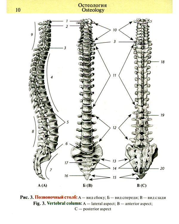 Карманный атлас анатомии человека: Учебное пособие