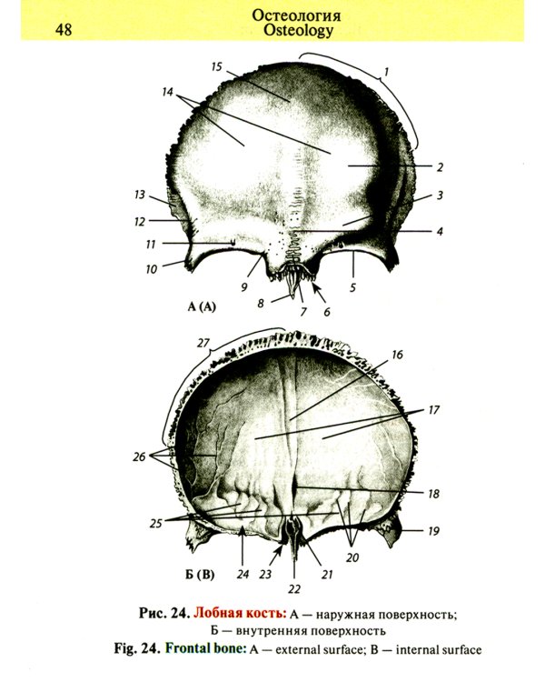 Карманный атлас анатомии человека: Учебное пособие