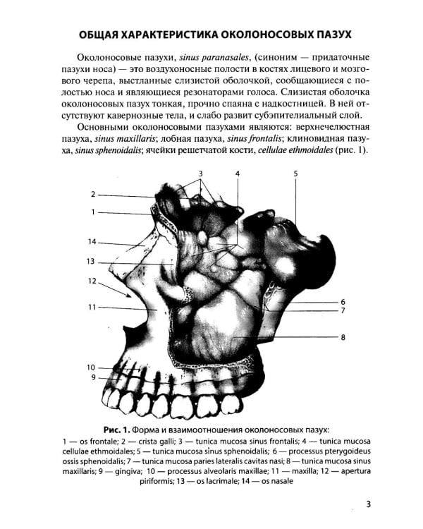 Функциональная анатомия околоносовых пазух: Учебное пособие