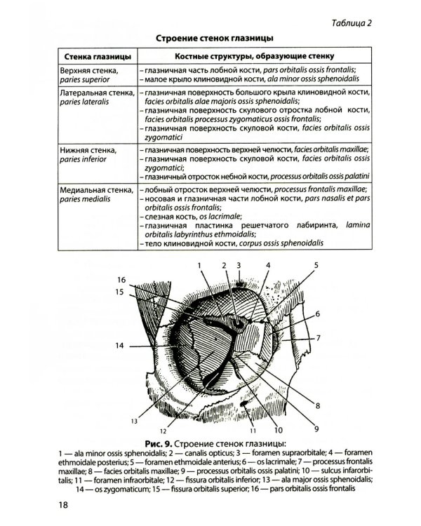 Функциональная анатомия органов чувств: Учебное пособие. 9-е изд., перераб. и доп