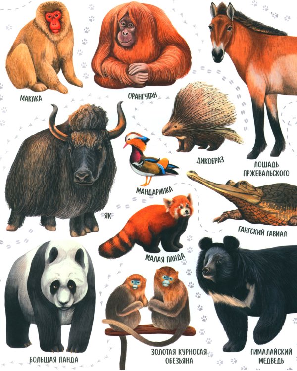 Приключения улитки Элли в мире животных