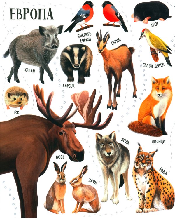 Приключения улитки Элли в мире животных