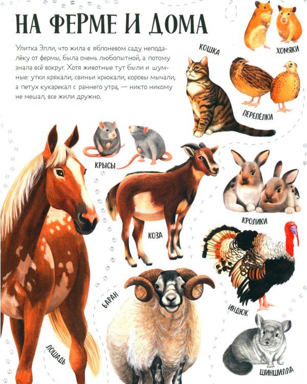 Приключения улитки Элли в мире животных